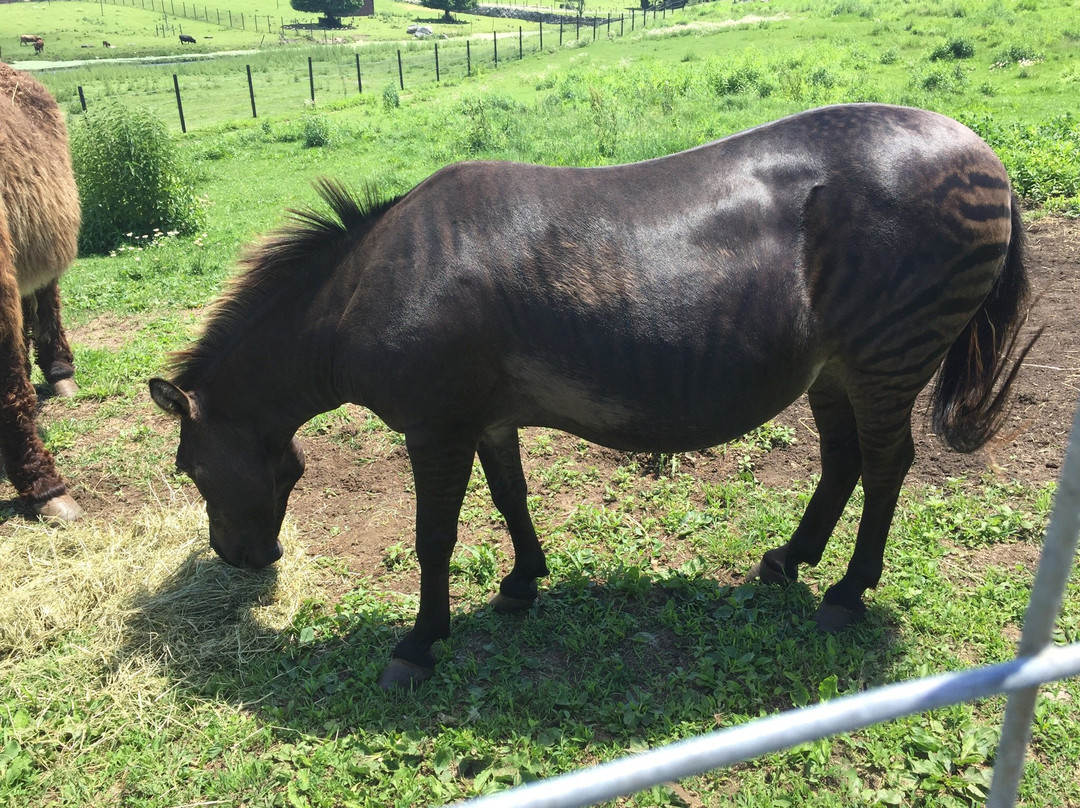 Action Wildlife Foundation-Goshen必去景点