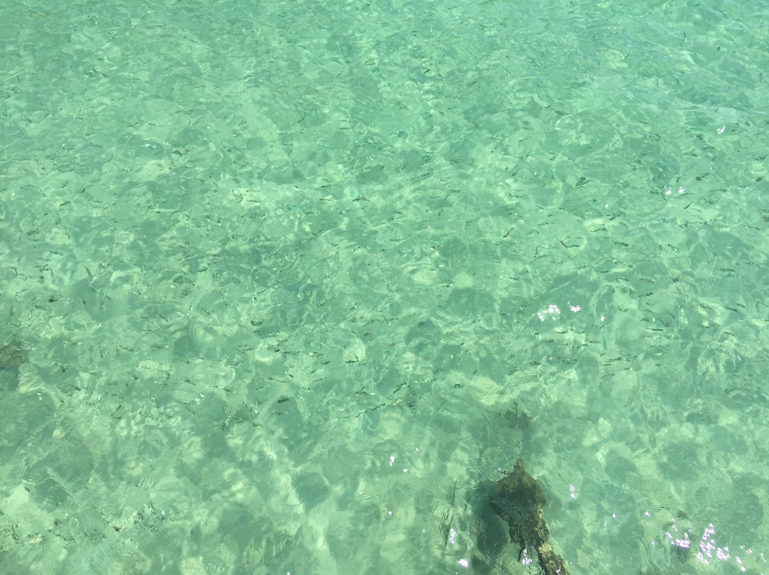 Coral Flyer景点图片