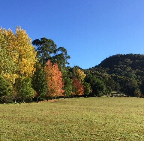 Man from Kangaroo Valley Trail Ride-袋鼠谷必去景点