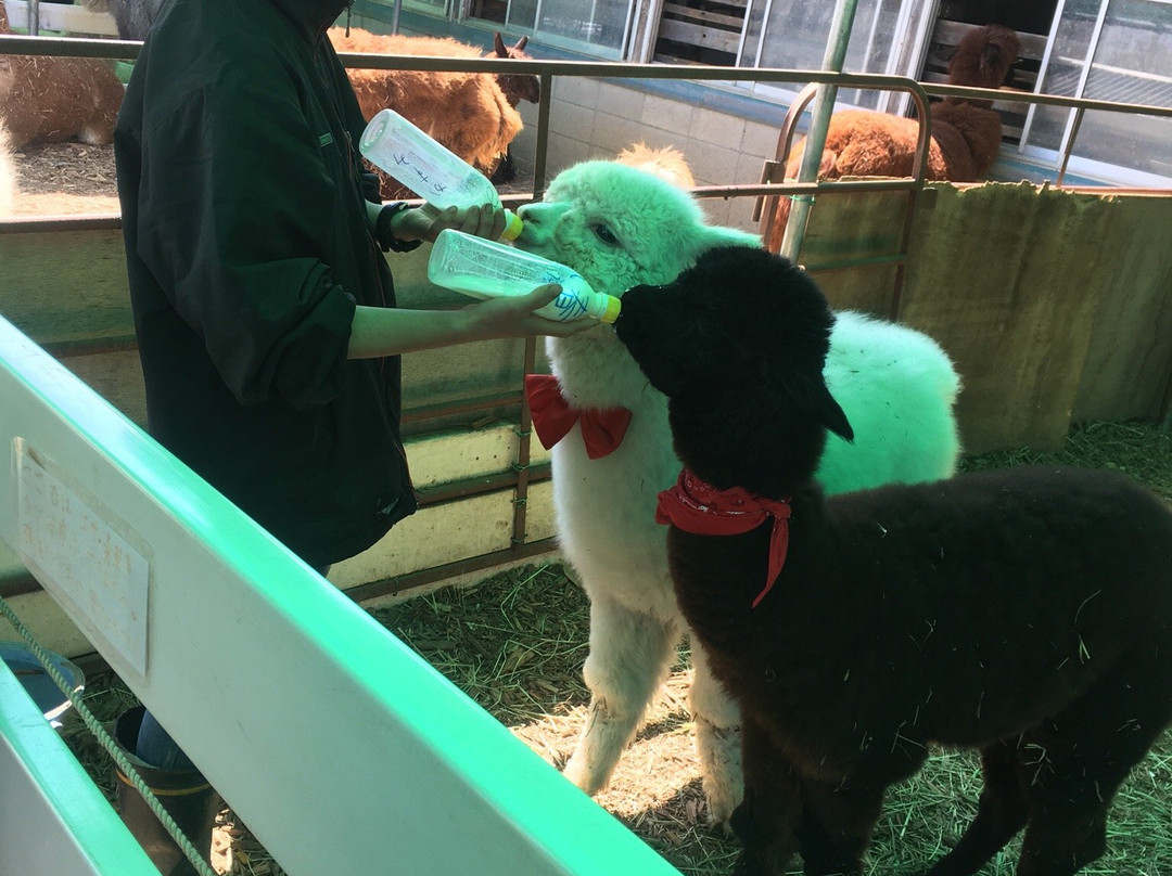 Nasu Alpaca Farm-那须町必去景点