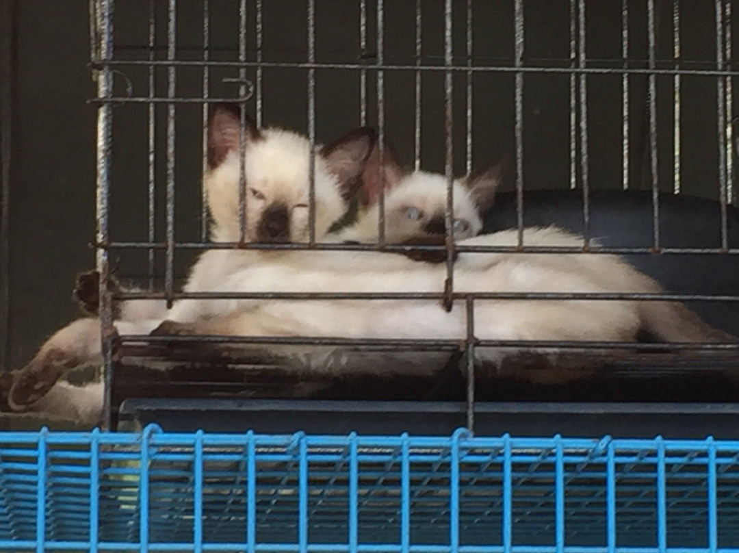 Thai Cat Center景点图片