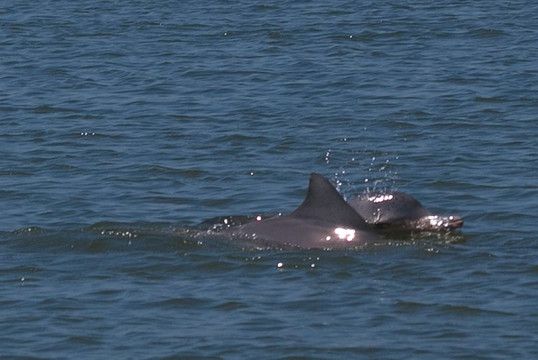 Baia dos Golfinhos-Guaraquecaba必去景点