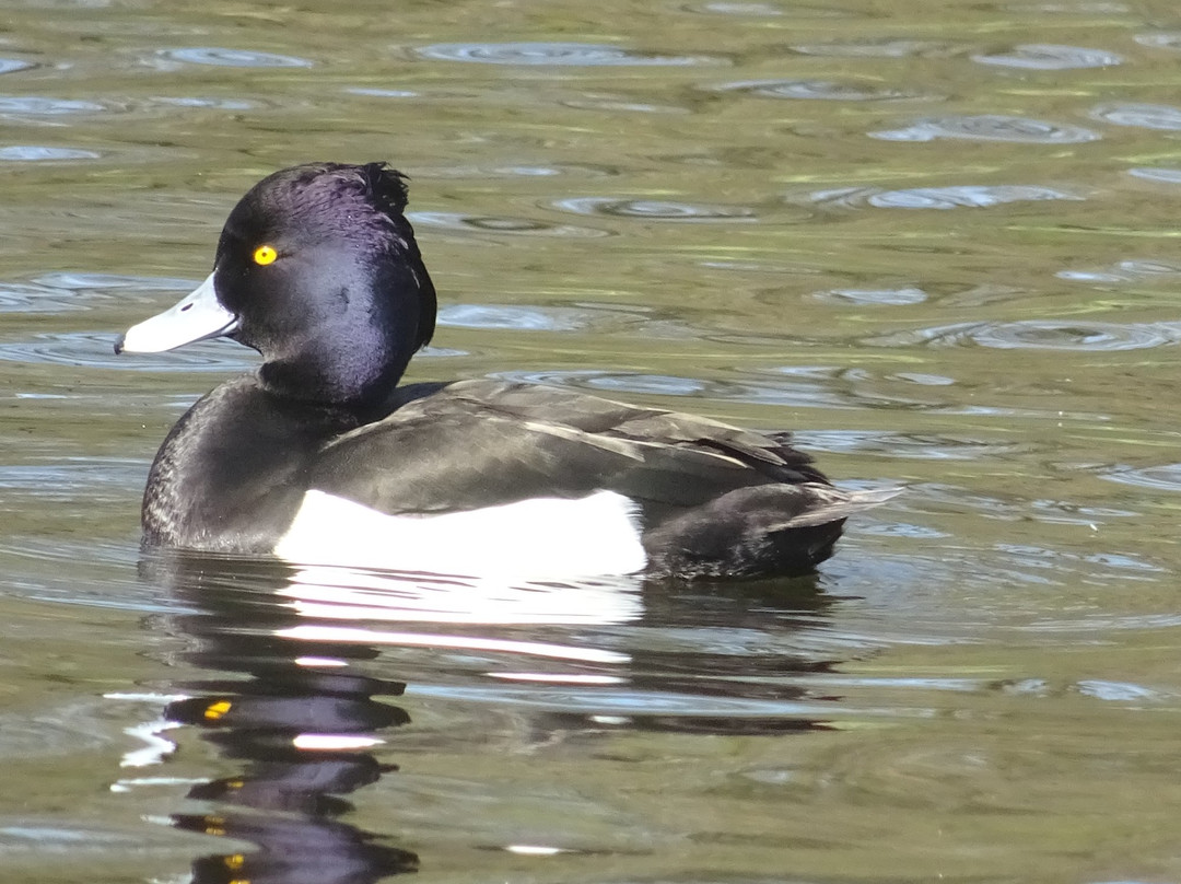 Nationaal Park Oosterschelde-Colijnsplaat必去景点