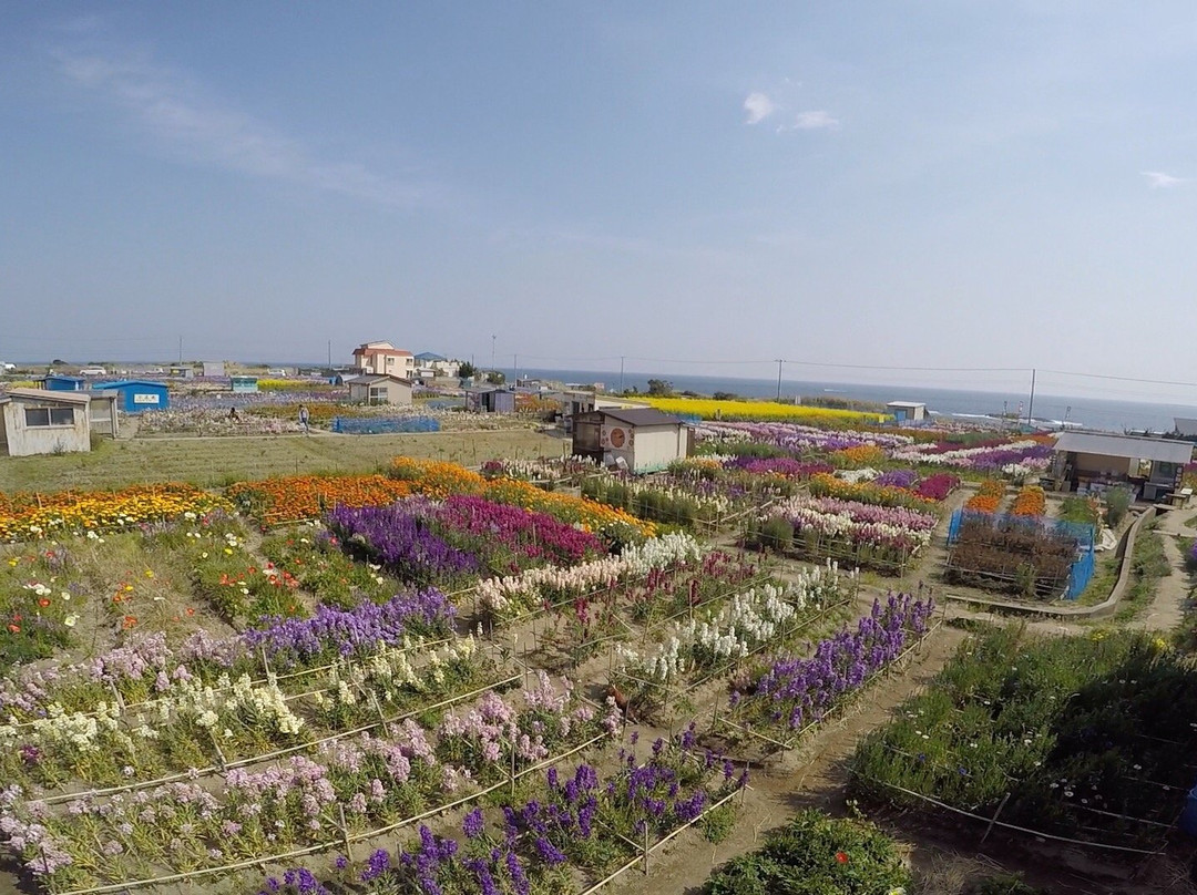 Flower Fields of Chikura-cho-南房总市必去景点
