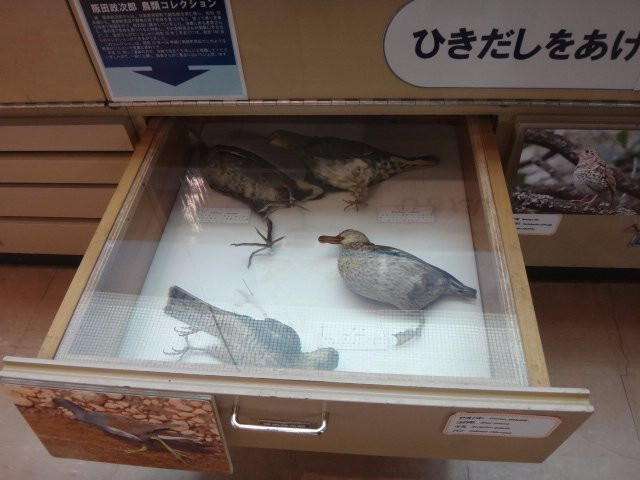 Wakayama Prefectural Museum of Natural History-海南市必去景点