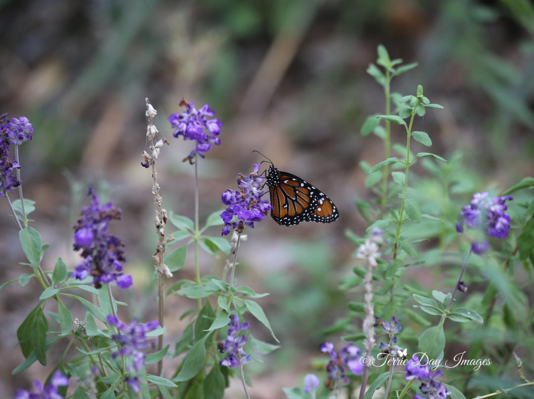 Muleshoe Ranch Preserve-Willcox必去景点