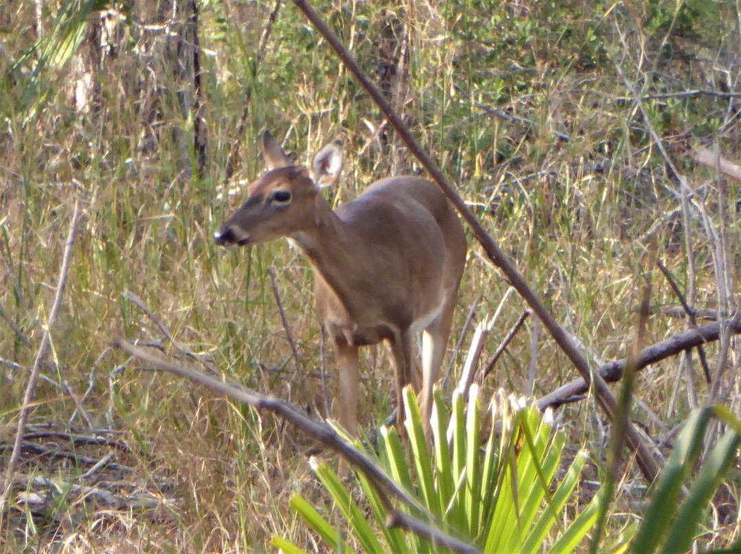 Lake Norris Conservation Area-Eustis必去景点