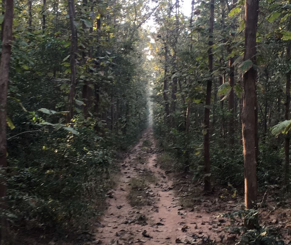 Barnawapara Wildlife Sanctuary景点图片