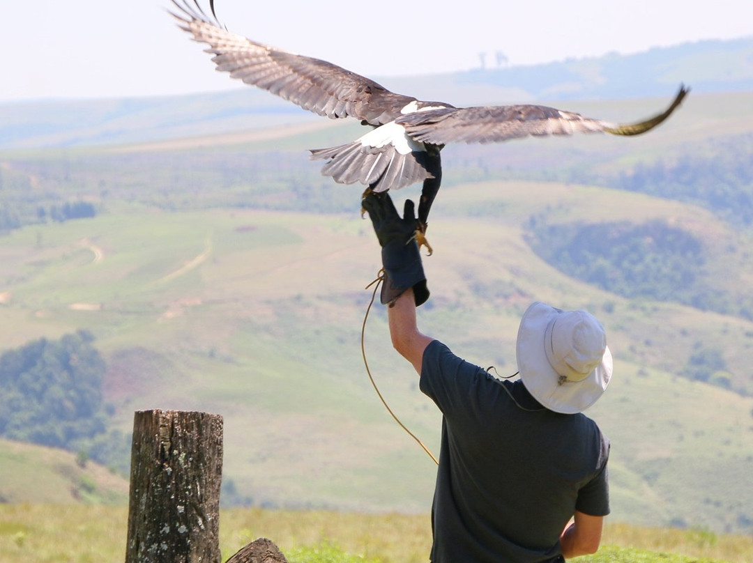 Falcon Ridge Bird of Prey Centre景点图片