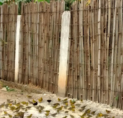 Lamim旅游攻略图片