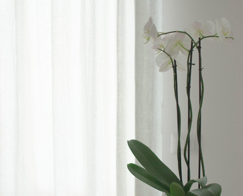 B&B Il Gelsomino主图