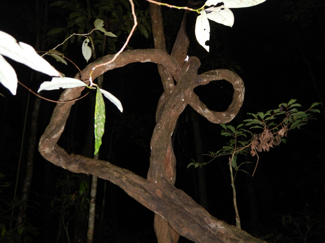 Jungle Adventures Night Walk-Cape Tribulation必去景点
