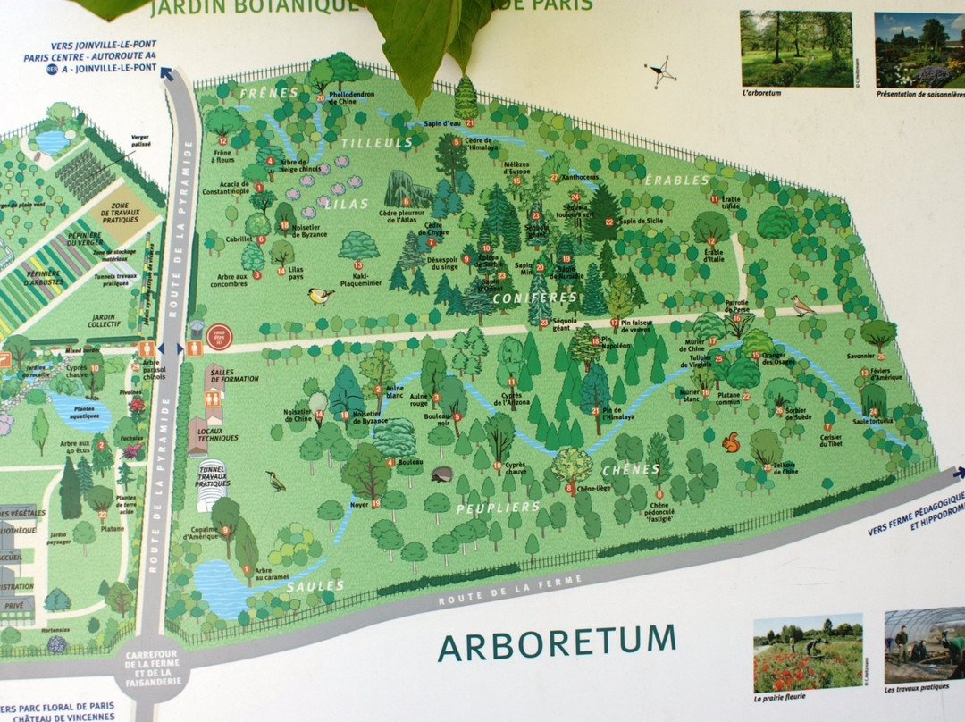 Arboretum Du Bois De Vincennes景点图片