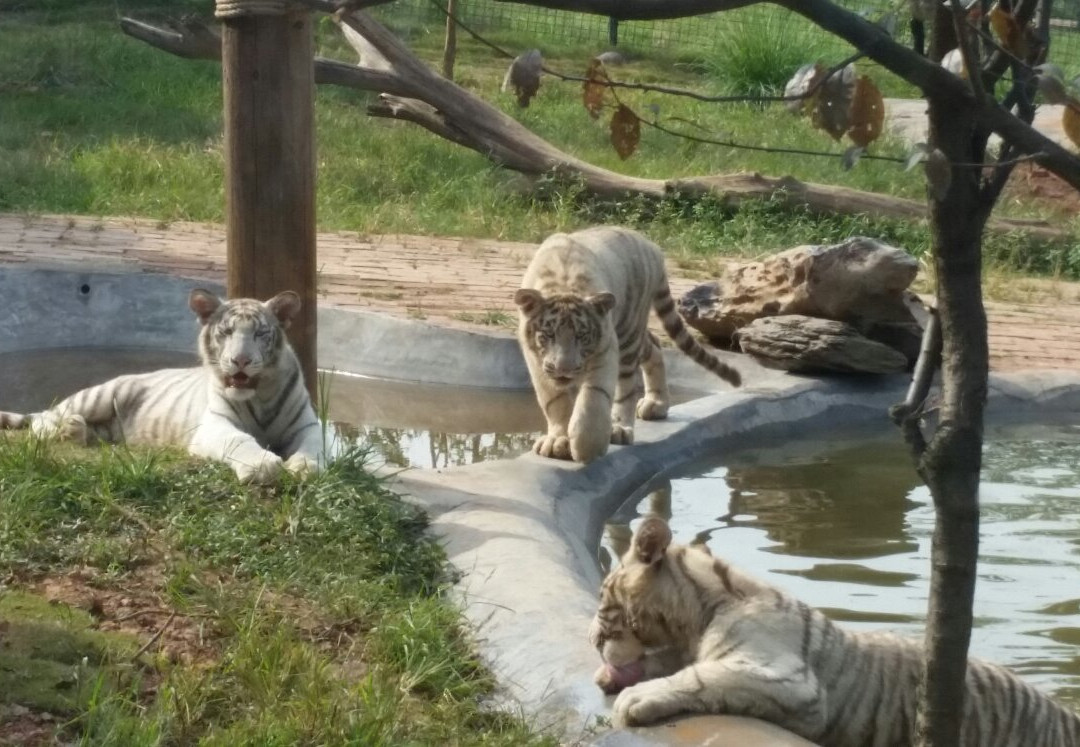 长沙生态动物园-长沙市必去景点