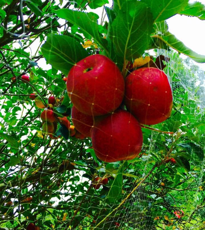 Poabs Organic Estates-Nelliyampathy必去景点