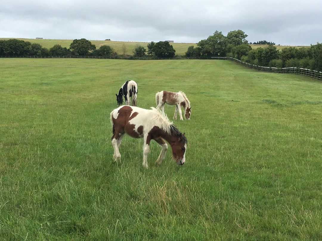 World Horse Welfare - Glenda Spooner Farm-Somerton必去景点