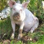 Cantagallo酒店住宿-Agriturismo La Corte