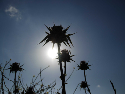The Israeli Tour Guide Elad Lichtenberg