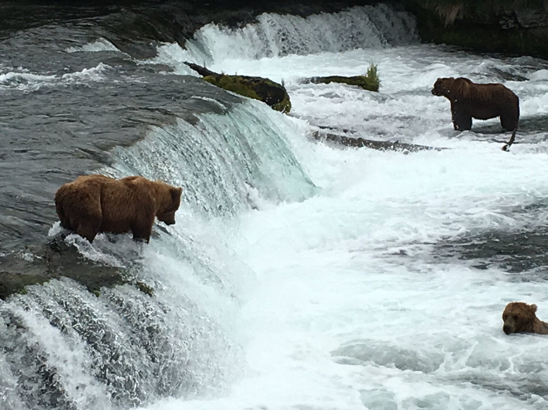 Alaska Bear Expeditions Bear Viewing Tours-卡特迈国家公园及自然保护区必去景点