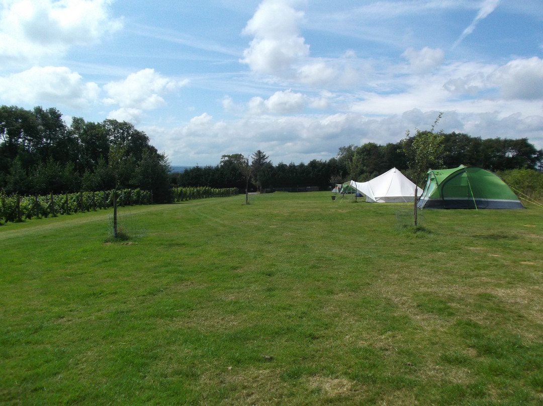 Ten Acres Vineyard Camping