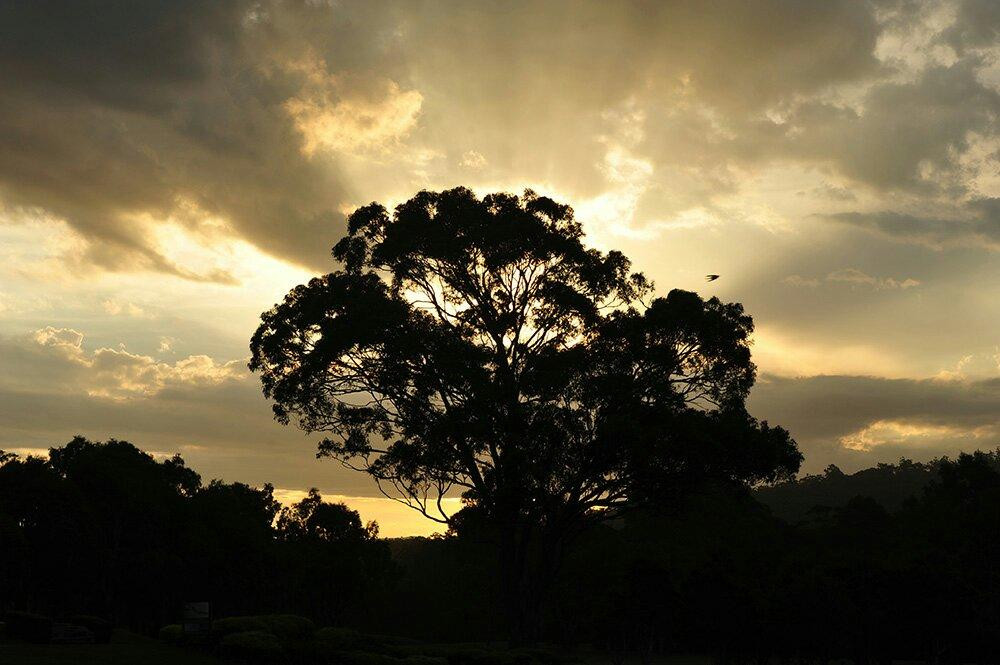Pambula Merimbula Golf Club景点图片