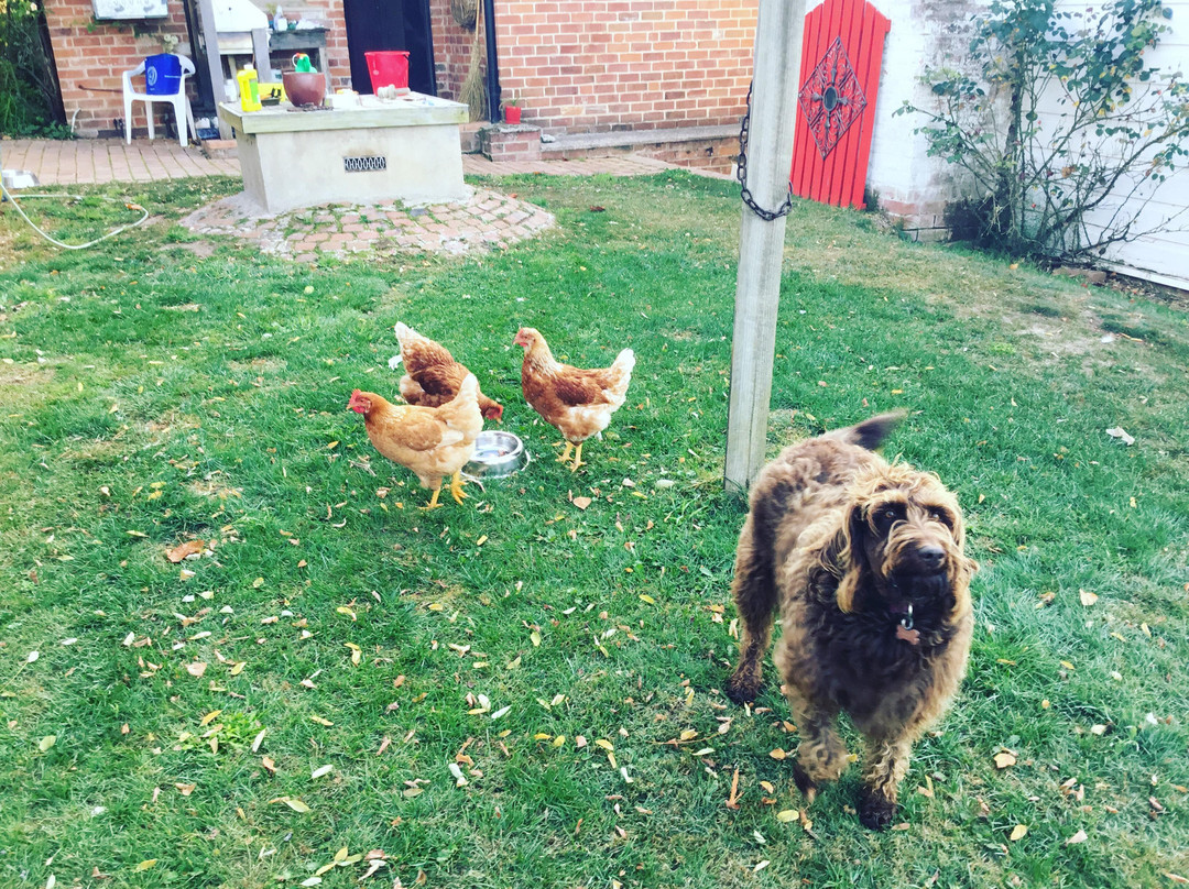 Mutton Falls B&B主图