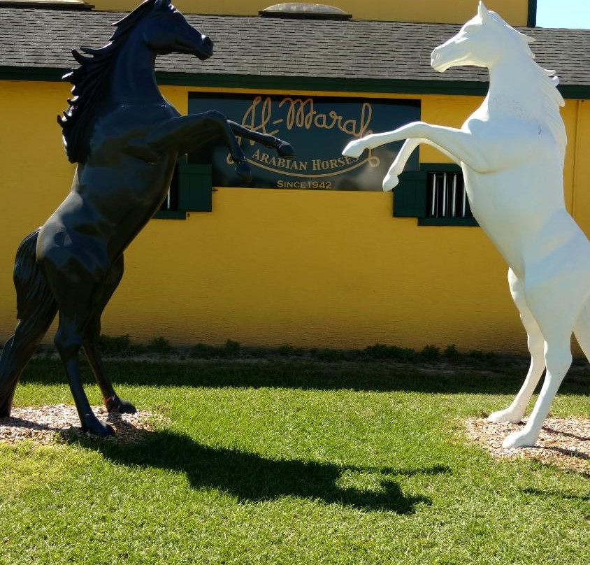 Al-Marah Arabian Horses-Clermont必去景点
