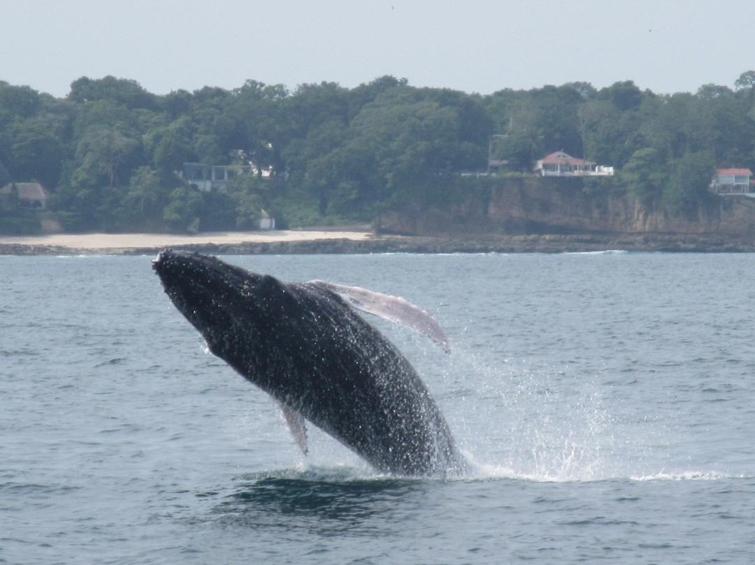 Whale and Dolphin Wisdom Retreats-Contadora Island必去景点