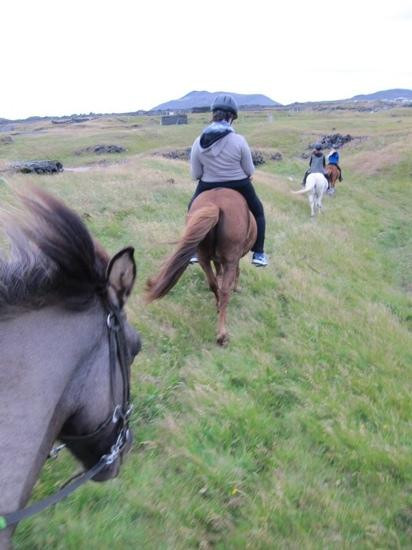 Arctic Horses-格林达维克必去景点