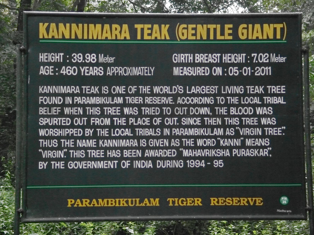 Kannimara Teak-Palakkad必去景点