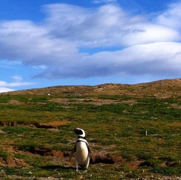 Monumento Natural Los Pinguinos景点图片