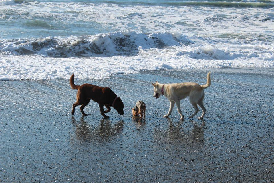 Sea Escape Oceanfront Lodging主图