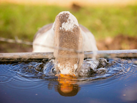 Paddock to Potager-图沃柏必去景点