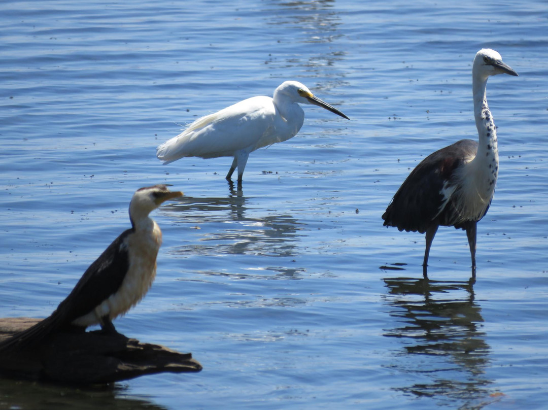 Parry Lagoons Nature Reserve-库努纳拉必去景点