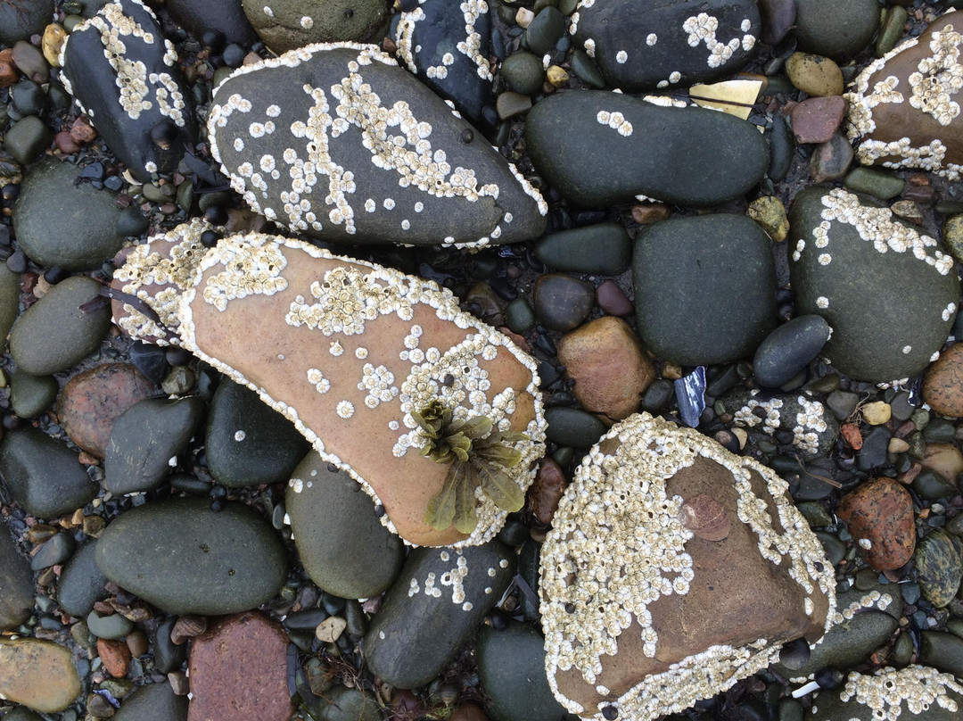 McCormacks Beach Provincial Park-Eastern Passage必去景点