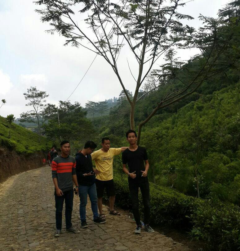Kaligua Tea Plantation景点图片