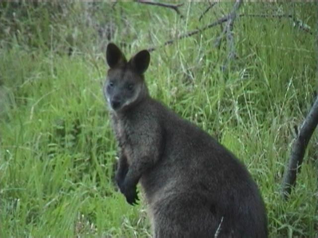 Organ Pipes National Park-凯乐尔必去景点