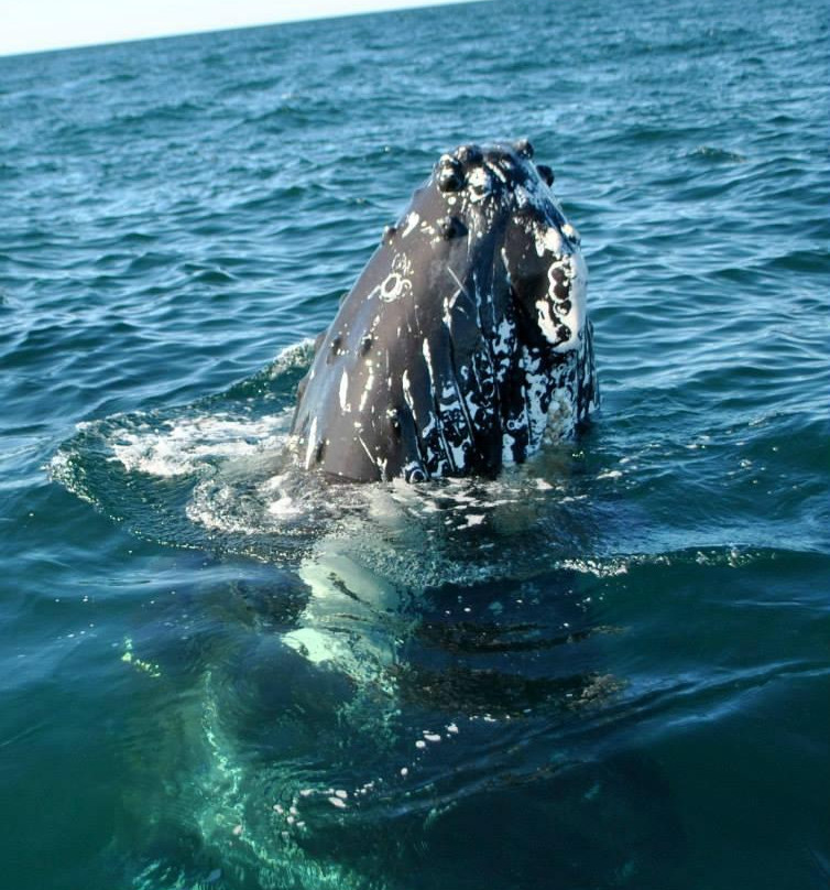 Welcome Aboard Whale Watching Tours-Westport必去景点