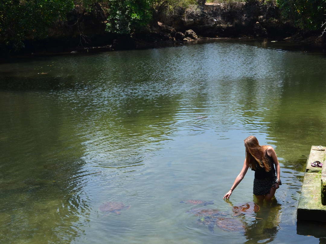 Mnarani Marine Turtles Conservation Pond-孥归必去景点