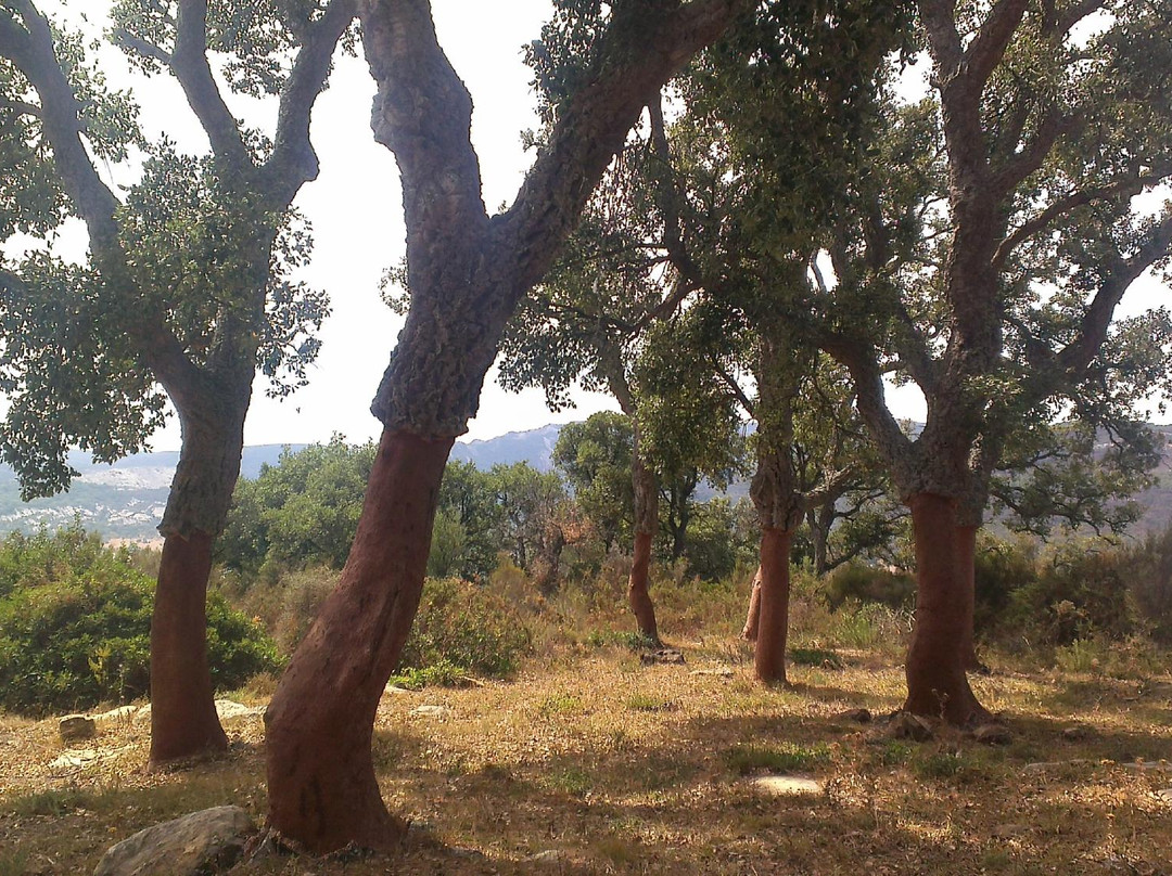 Alcala de los Gazules旅游景点-Parque De Los Alcornocales