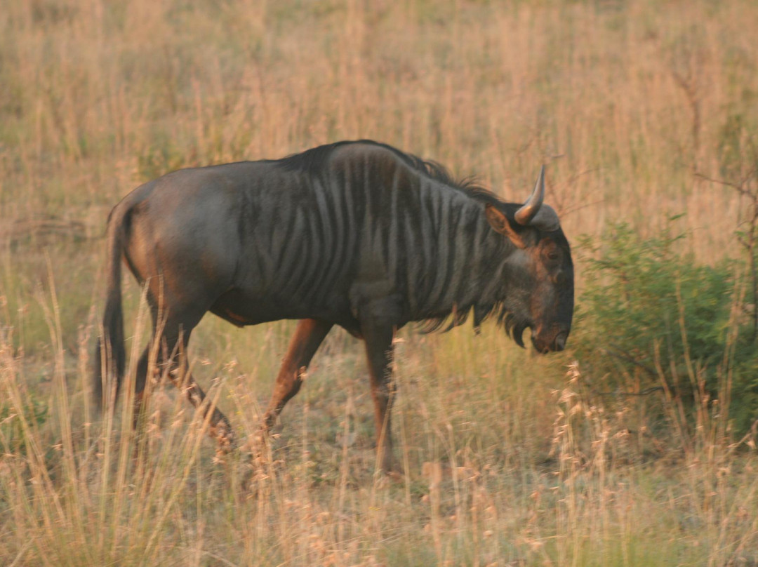 Sephiri Tours景点图片