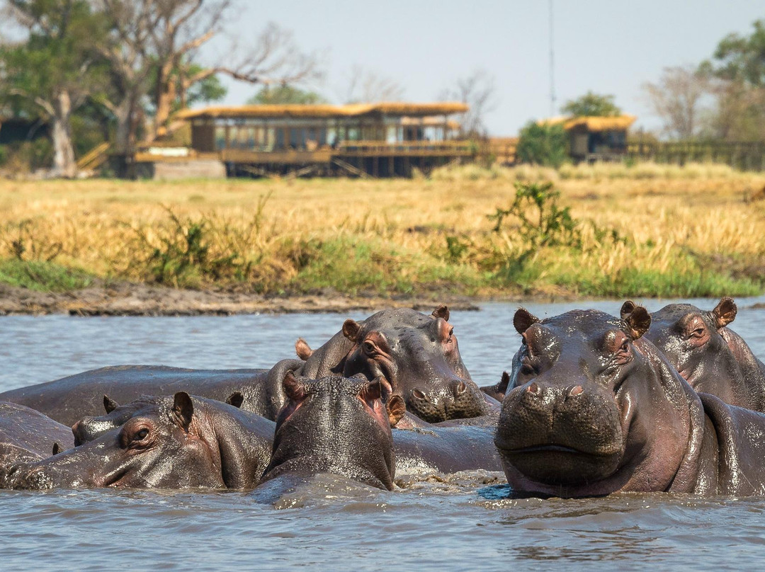 Wilderness Shumba