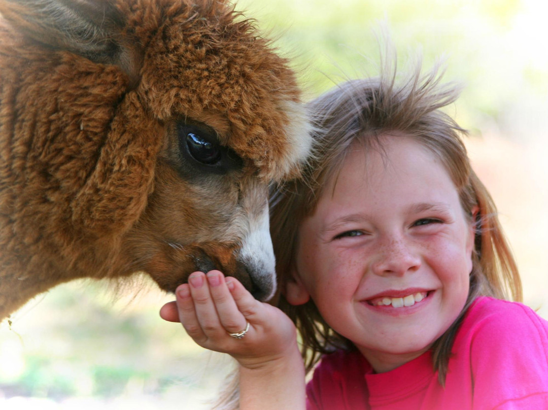 STARanch Alpaca Trek-Alva必去景点