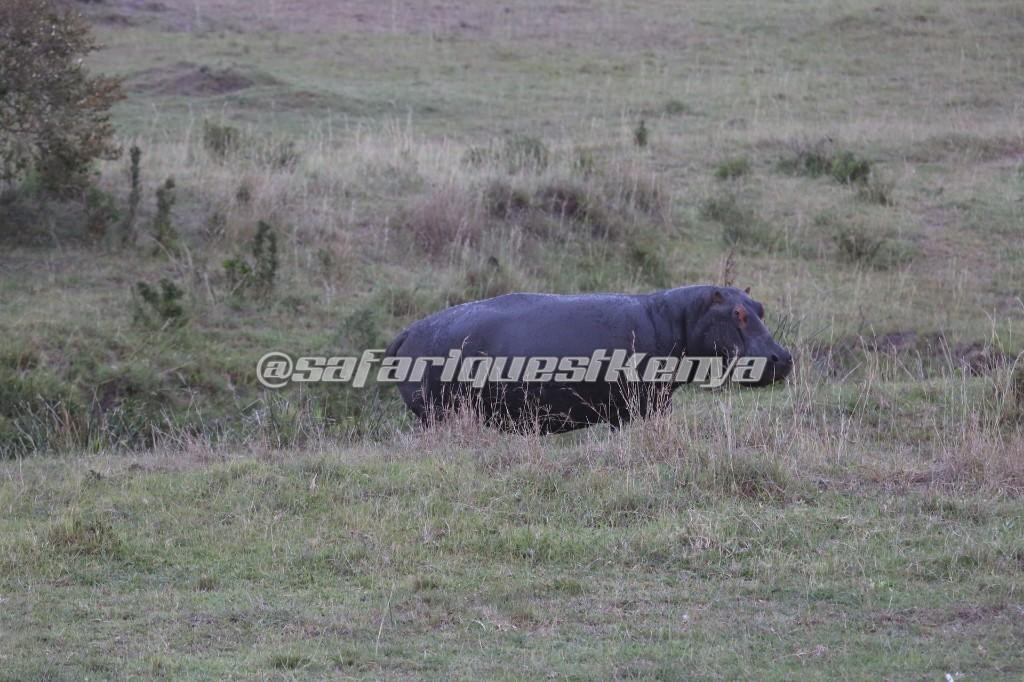 Safari Quest Kenya - Day Adventures景点图片