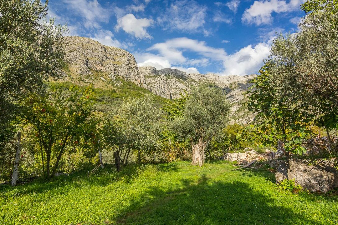 Bartula - My Olive Garden Camp
