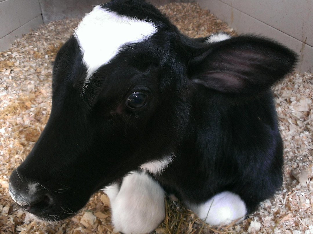 Hinchley's Dairy Farm Tours-Cambridge必去景点