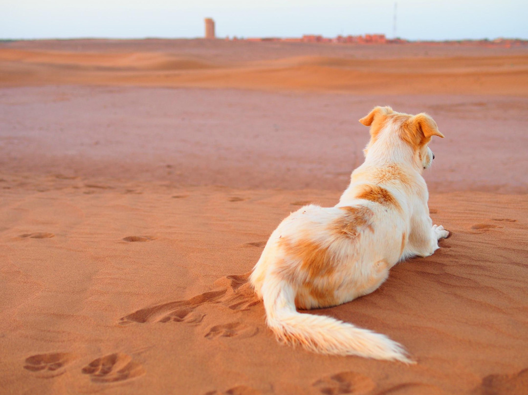 Bivouac sous les Etoiles-迈哈米德必去景点