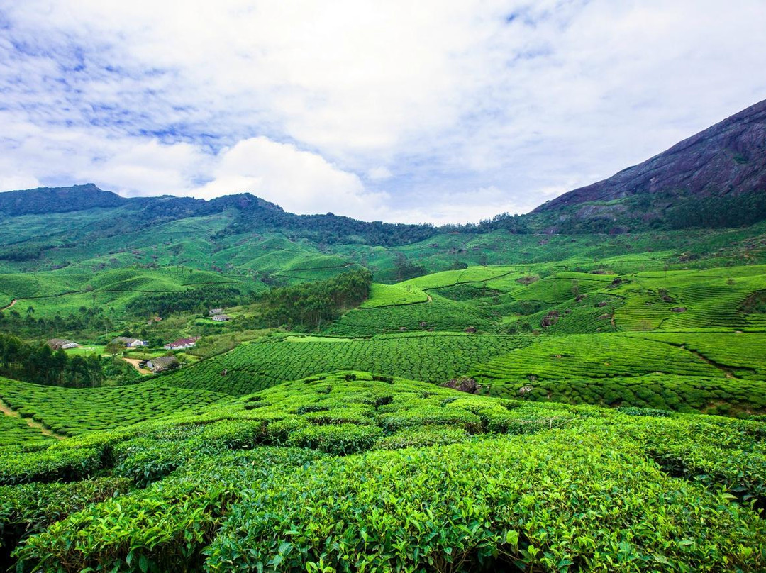 Tea Gardens-慕那尔必去景点