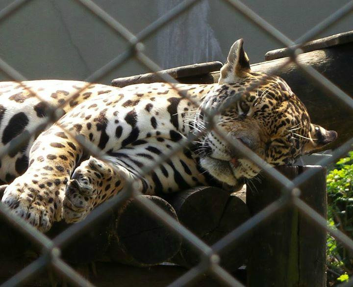 Zoológico Municipal de Guarulhos-瓜鲁柳斯必去景点