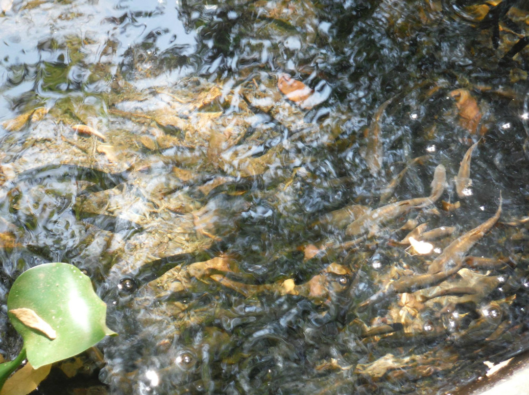 Chaparri Reserve-Chongoyape必去景点